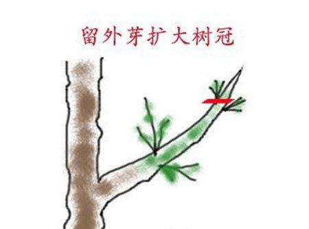 第三次修剪