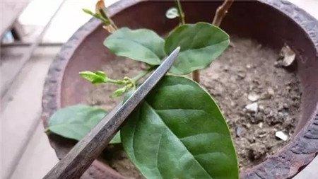 茉莉花
