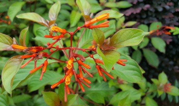 希茉莉养殖方法