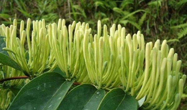 山银花繁殖方法