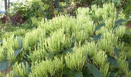 山银花经济价值 山银花经济价值