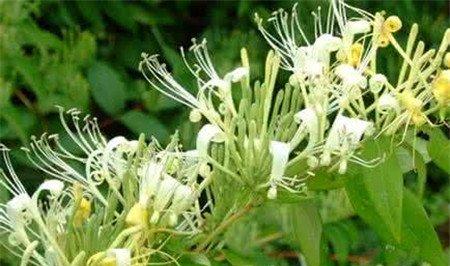 山银花药用价值 山银花药用价值