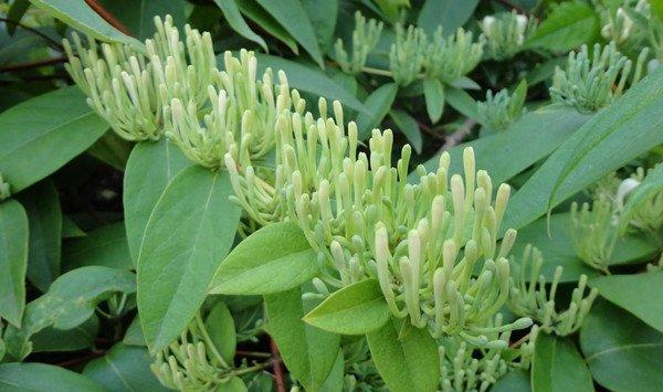 山银花的作用和价值