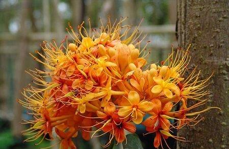 鉴别丨火焰树和火焰花的区别