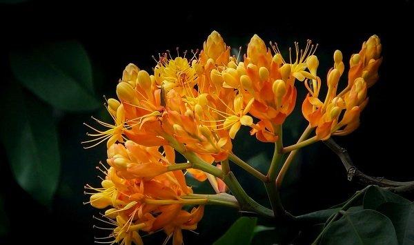 鉴别丨火焰树和火焰花的区别