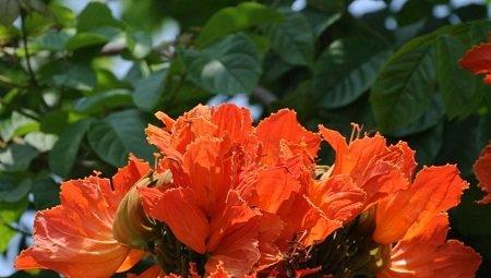 鉴别丨火焰树和火焰花的区别