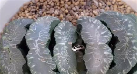 你认识玉扇吗？你知道玉扇有哪些品种吗？