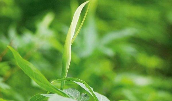 水半夏和半夏是一样的吗