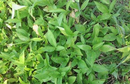 水半夏和半夏是一样的吗