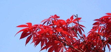 红枫和鸡爪槭的区别，关键在四点！