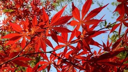 红枫和鸡爪槭的区别，关键在四点！