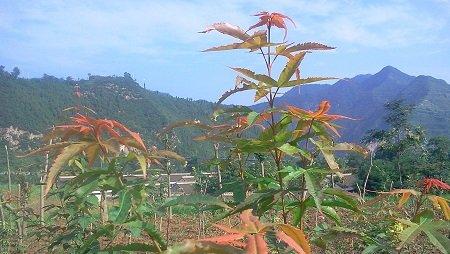 红枫和鸡爪槭的区别，关键在四点！