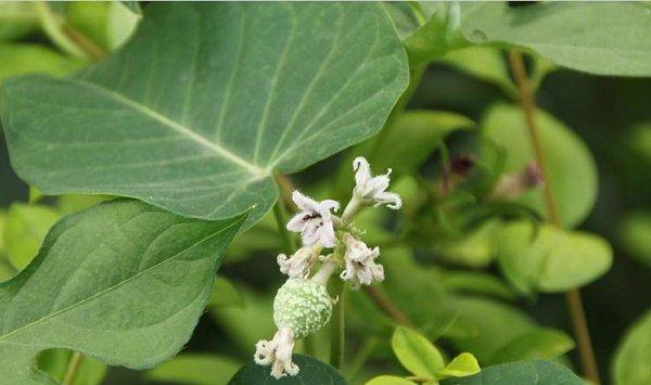 轻松养殖萝藦的方法