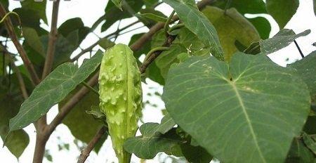 轻松养殖萝藦的方法