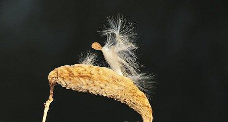 轻松养殖萝藦的方法