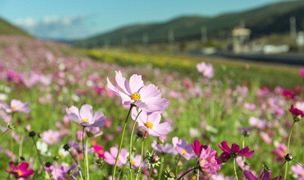美丽的格桑花，你知道它蕴含着什么寓意吗？