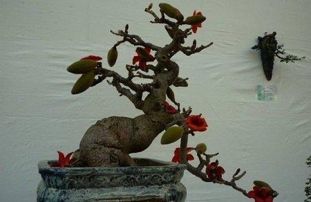 怎样培养木棉盆景