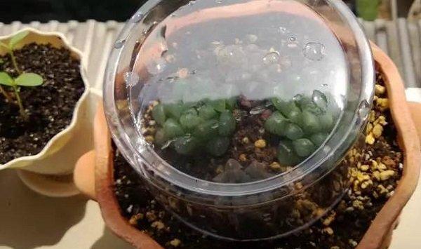 多肉养护知识：多肉冬天套矿泉水瓶好吗
