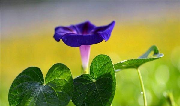 牵牛花怎么浇水？南方北方不相同！