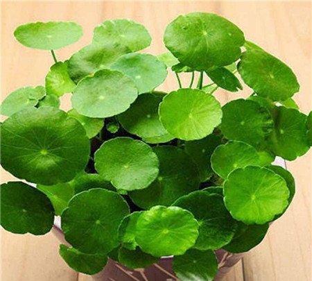 金钱草怎么养殖？请把握好这四点！