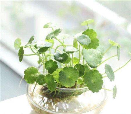 金钱草怎么养殖？请把握好这四点！