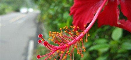 扶桑花怎么浇水？这些方法学起来！
