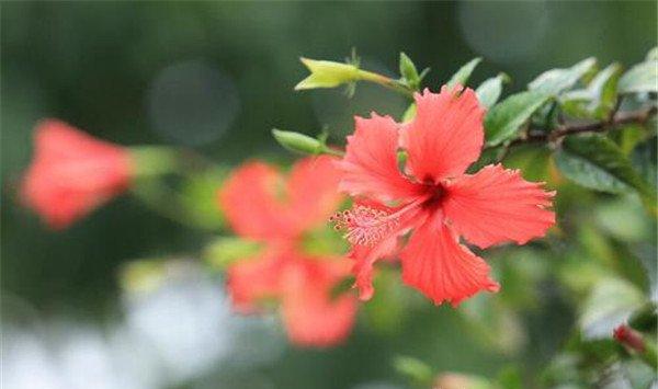 扶桑花怎么浇水？这些方法学起来！