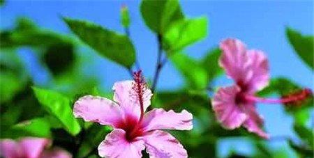 扶桑花怎么浇水？这些方法学起来！
