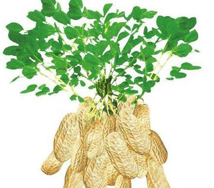 关于花生的歇后语,有没有让你爆笑的!