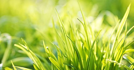 关于草的歇后语，来看坚韧的小草还有哪些惊喜带给我们呢？