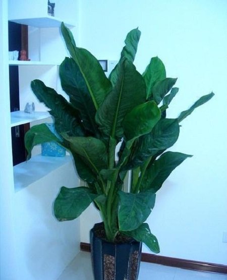 绿霸王和绿巨人一样吗?