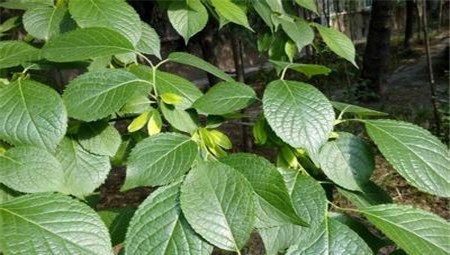 杜仲的功效与作用