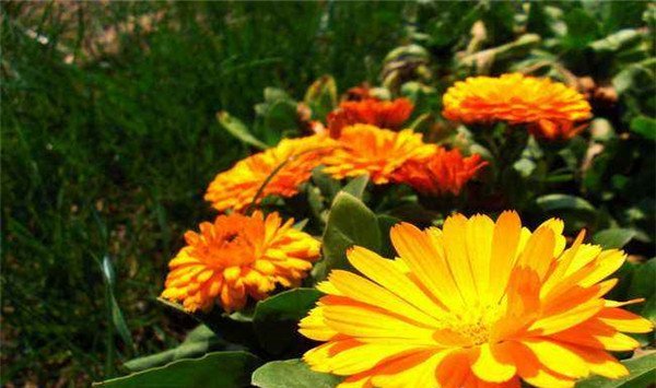 如何使金盏花在圣诞开