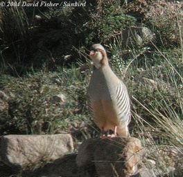 雉科【大石鸡 Rusty-necklaced Partridge】生活习性简介 大石鸡图片