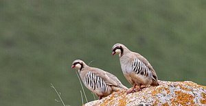 雉科【大石鸡 Rusty-necklaced Partridge】生活习性简介 大石鸡图片
