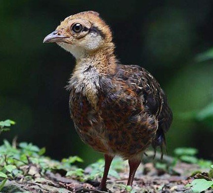 雉科【台湾山鹧鸪 White-throated Hill Partridge】生活习性简介 台湾山鹧鸪图片