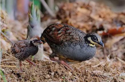 雉科【台湾山鹧鸪 White-throated Hill Partridge】生活习性简介 台湾山鹧鸪图片