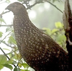 雉科【红腹角雉 Temminck's Tragopan】生活习性简介 红腹角雉图片