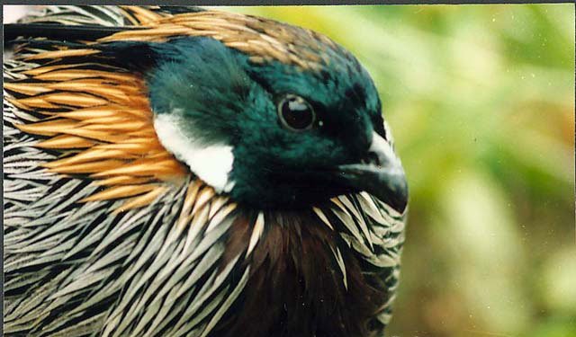 雉科【勺鸡 Yellow-necked koklass pheasa】生活习性简介 勺鸡图片
