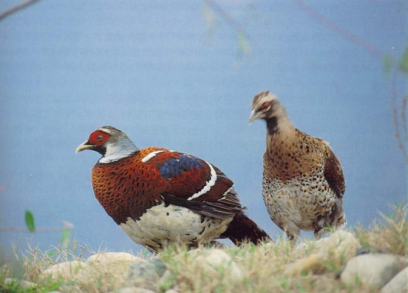 雉科【勺鸡 Yellow-necked koklass pheasa】生活习性简介 勺鸡图片