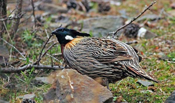 雉科【勺鸡 Yellow-necked koklass pheasa】生活习性简介 勺鸡图片