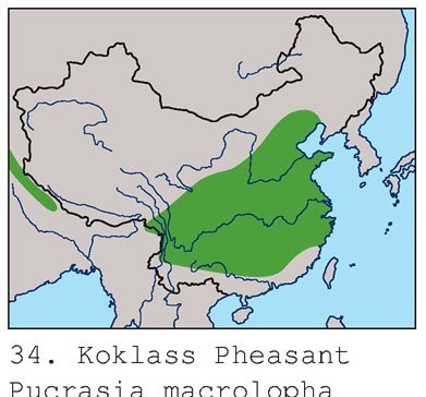 雉科【勺鸡 Yellow-necked koklass pheasa】生活习性简介 勺鸡图片