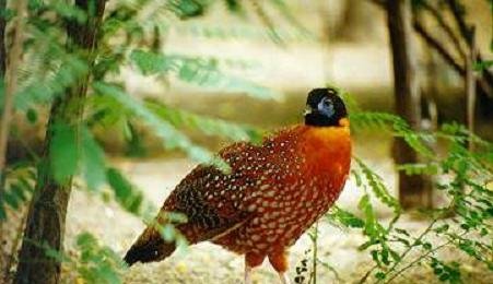 雉科【白尾梢虹雉 Sclater's Monal Pheasant】生活习性简介 白尾梢虹雉图片