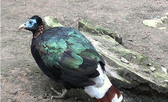雉科【白尾梢虹雉 Sclater's Monal Pheasant】生活习性简介 白尾梢虹雉图片