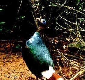 雉科【白尾梢虹雉 Sclater's Monal Pheasant】生活习性简介 白尾梢虹雉图片