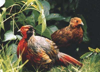 雉科【白尾梢虹雉 Sclater's Monal Pheasant】生活习性简介 白尾梢虹雉图片