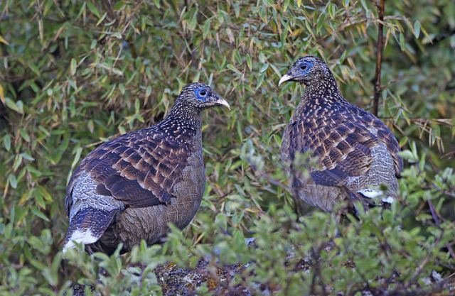 雉科【白尾梢虹雉 Sclater's Monal Pheasant】生活习性简介 白尾梢虹雉图片