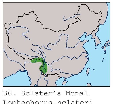 雉科【白尾梢虹雉 Sclater's Monal Pheasant】生活习性简介 白尾梢虹雉图片