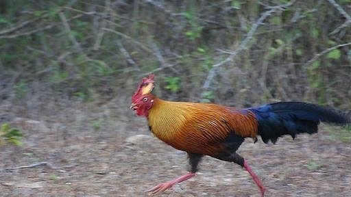 雉科【原鸡 Red Junglefowl】生活习性简介 原鸡图片