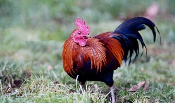 雉科【原鸡 Red Junglefowl】生活习性简介 原鸡图片